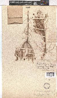 Erica benguelensis image