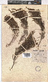 Erica whyteana image