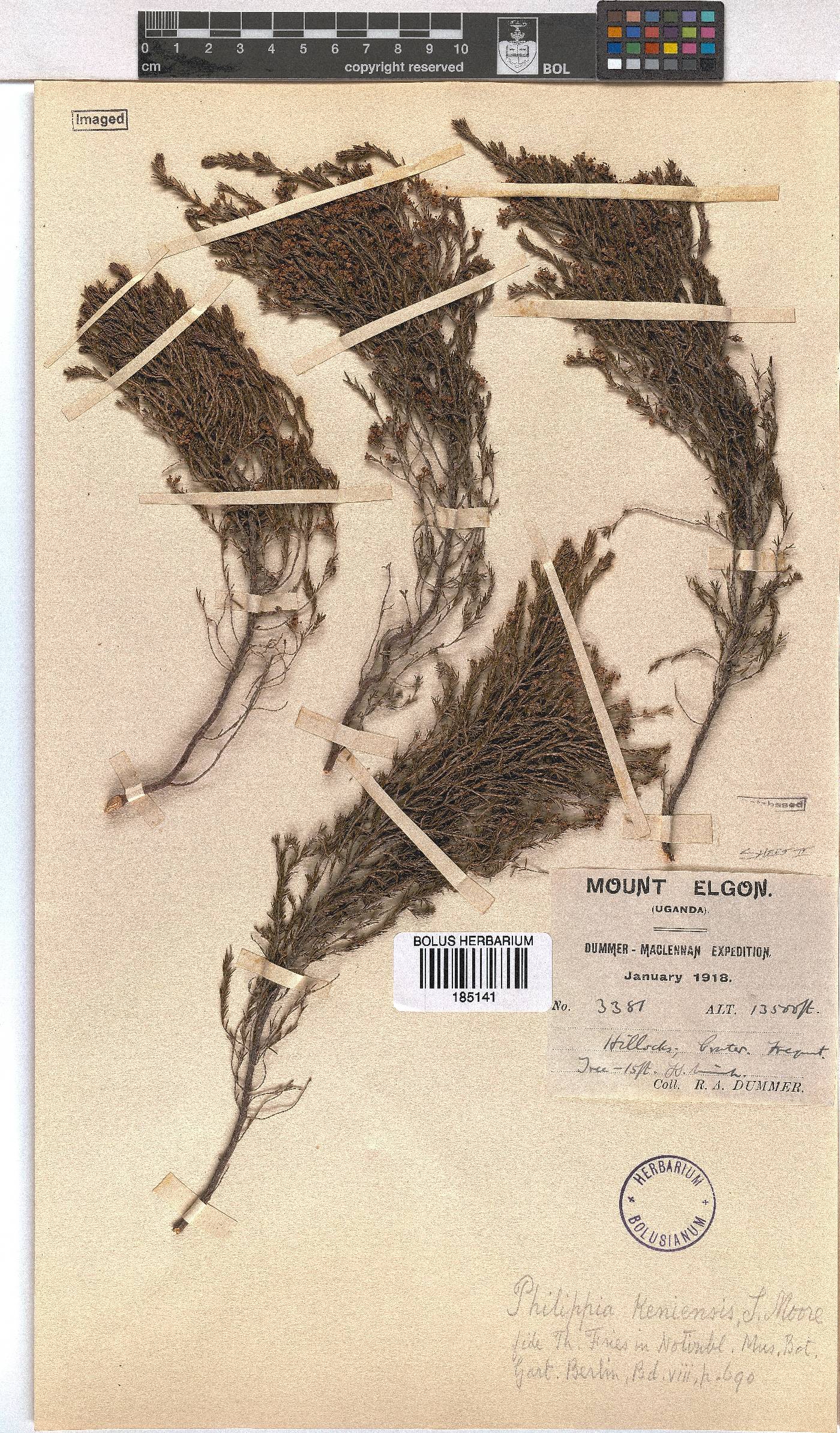 Erica whyteana image