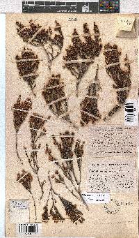 Erica anemodes image