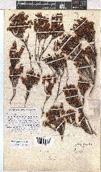 Erica anemodes image