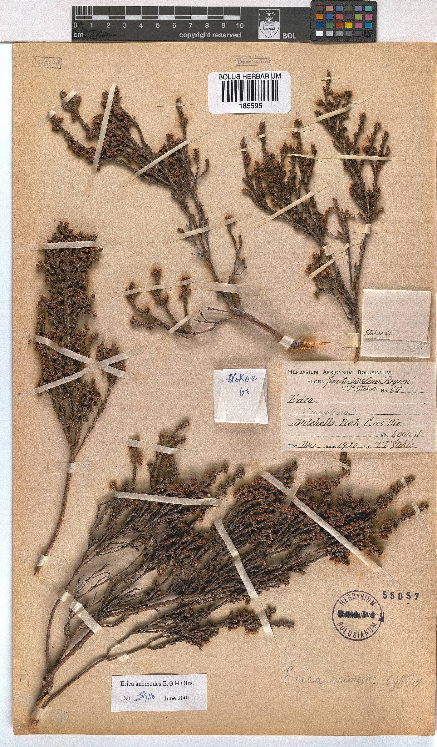 Erica anemodes image