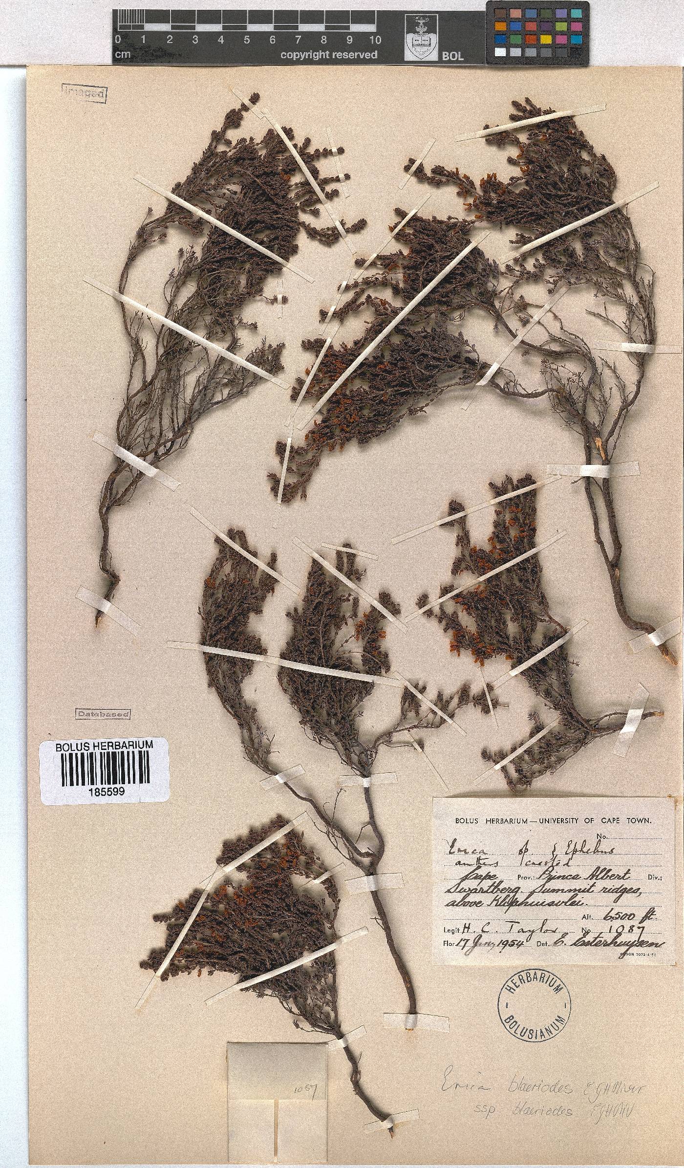 Erica blaerioides image