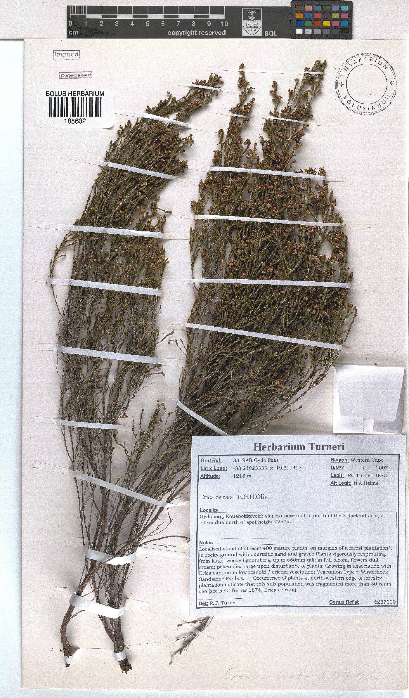 Erica cetrata image
