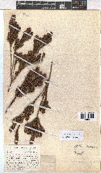 Erica columnaris image