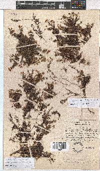 Erica cymosa subsp. grandiflora image