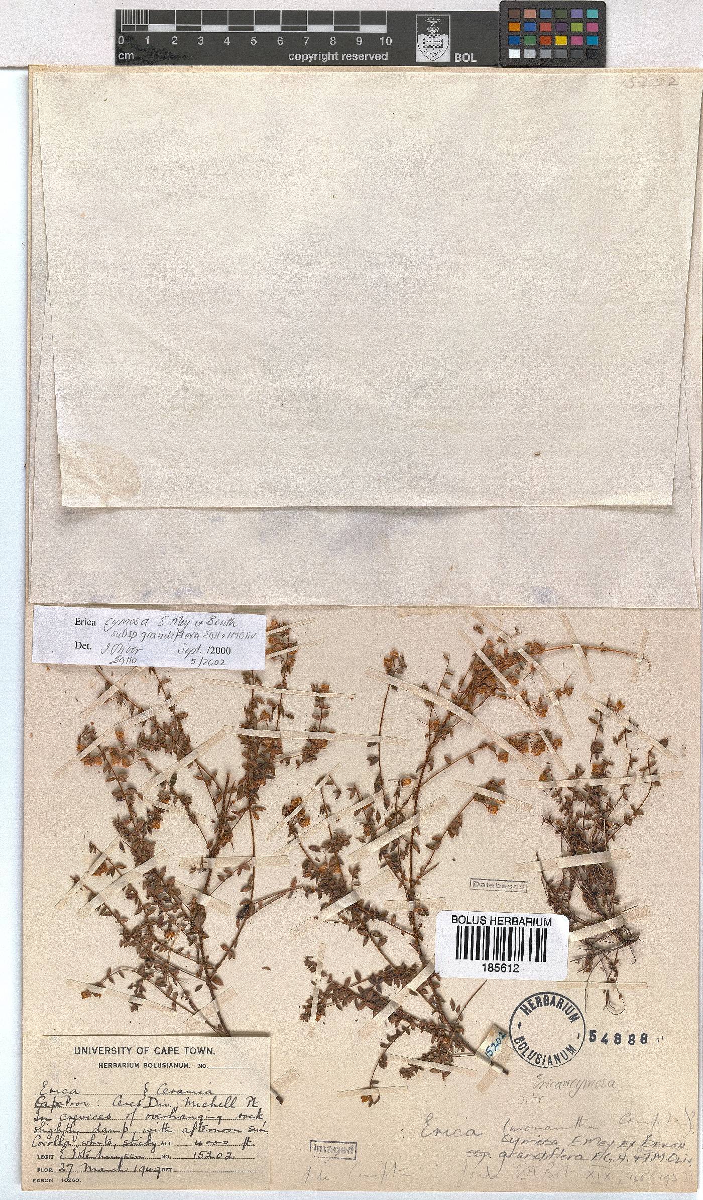 Erica cymosa subsp. grandiflora image