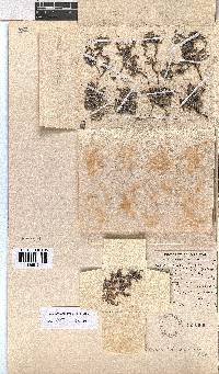 Erica cedromontana image