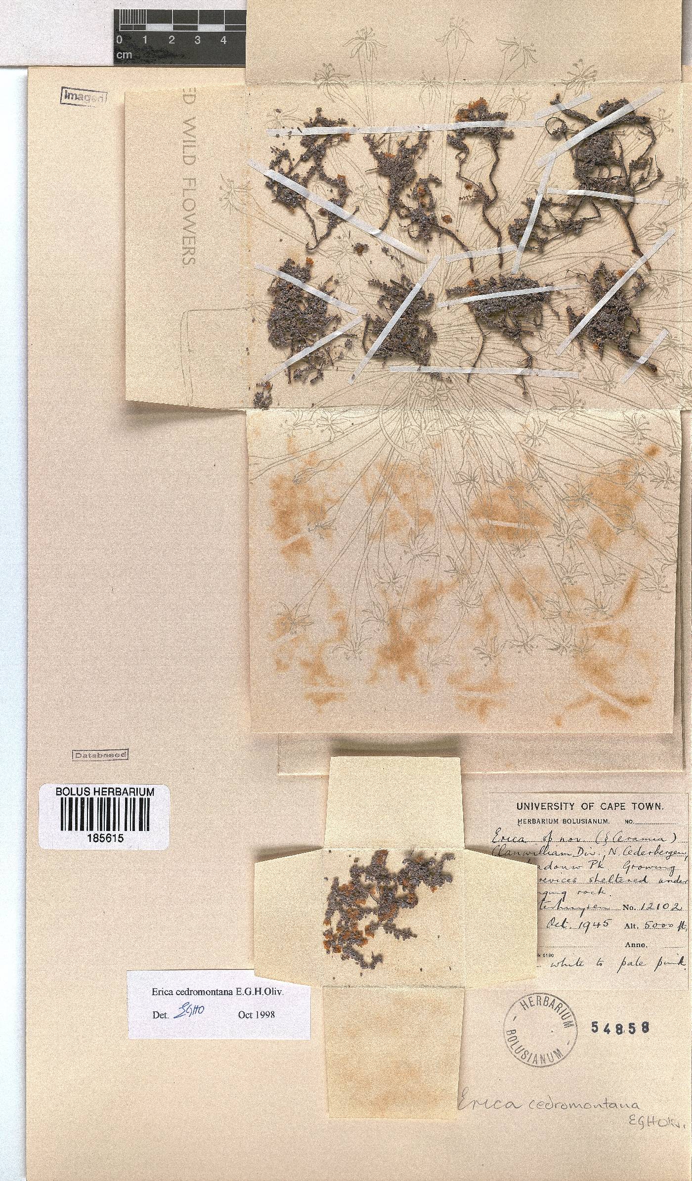 Erica cedromontana image