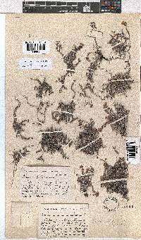 Erica cedromontana image