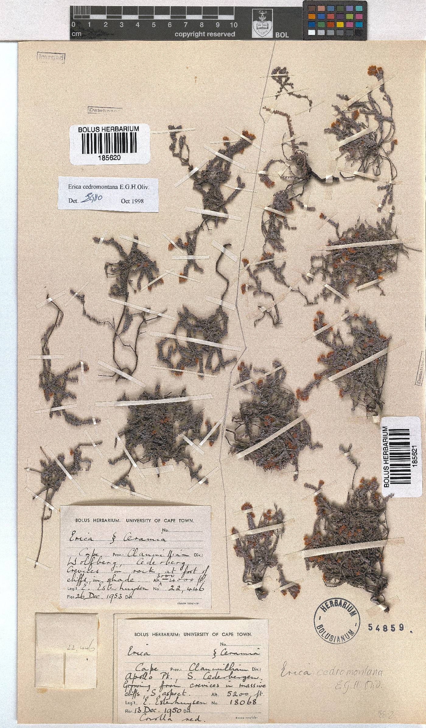 Erica cedromontana image