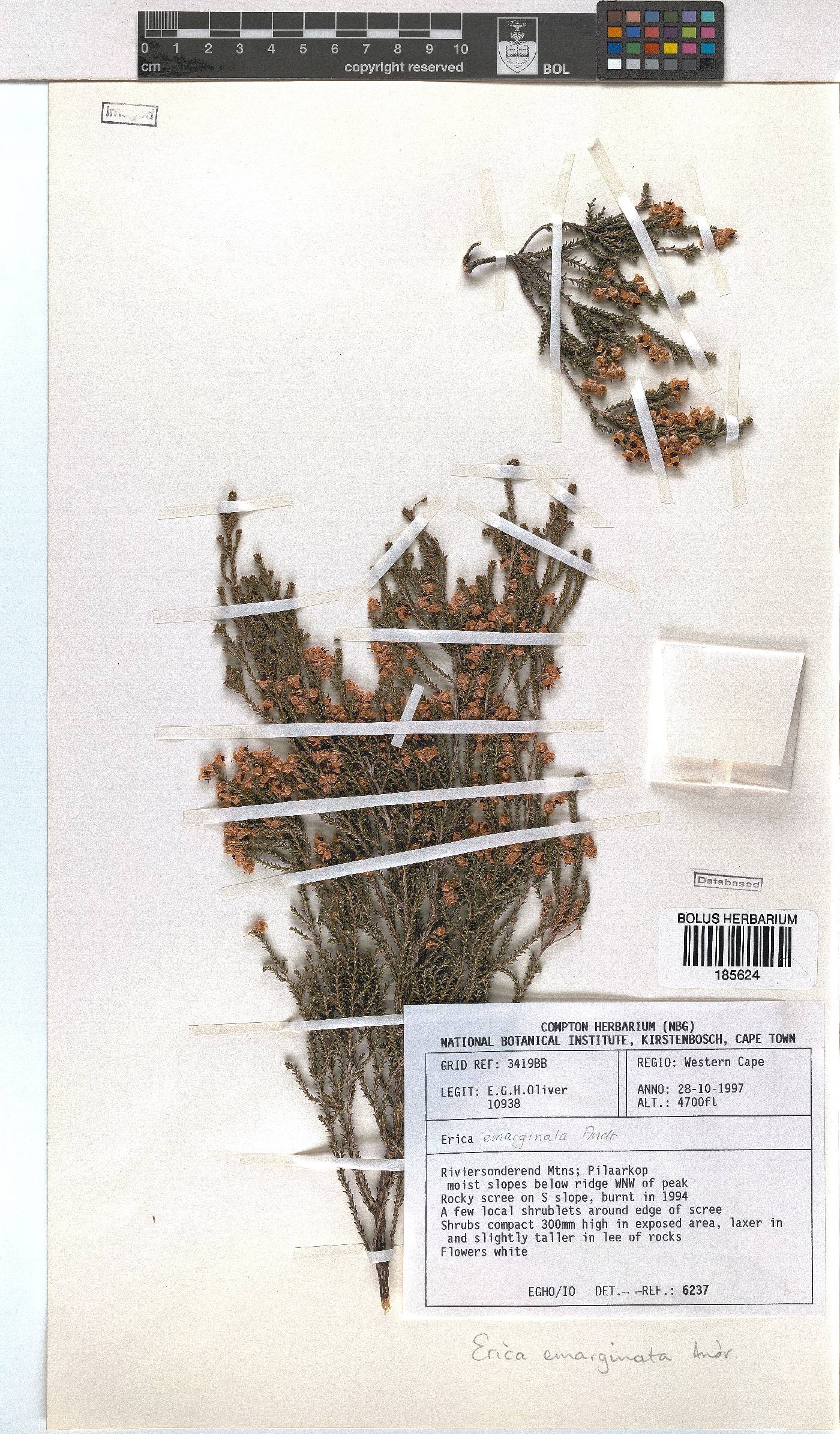 Erica calycina image