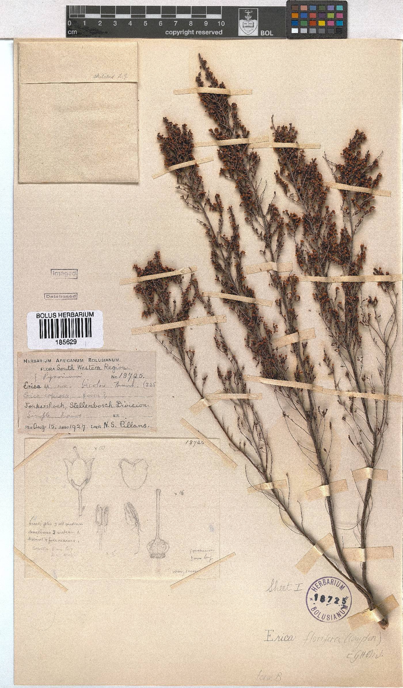 Erica florifera image