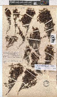 Erica hebdomadalis image