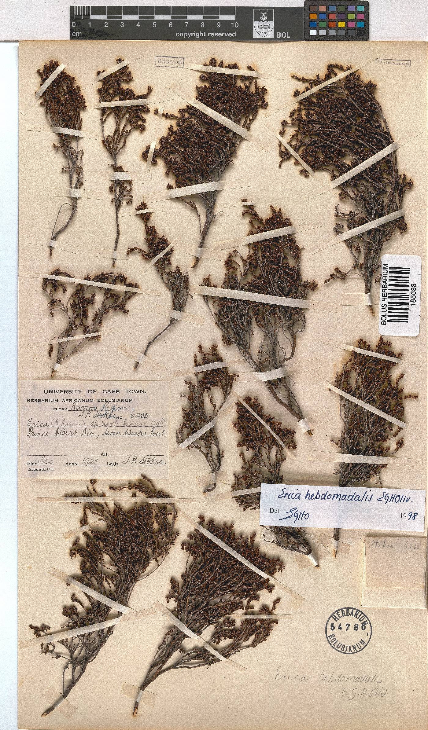 Erica hebdomadalis image