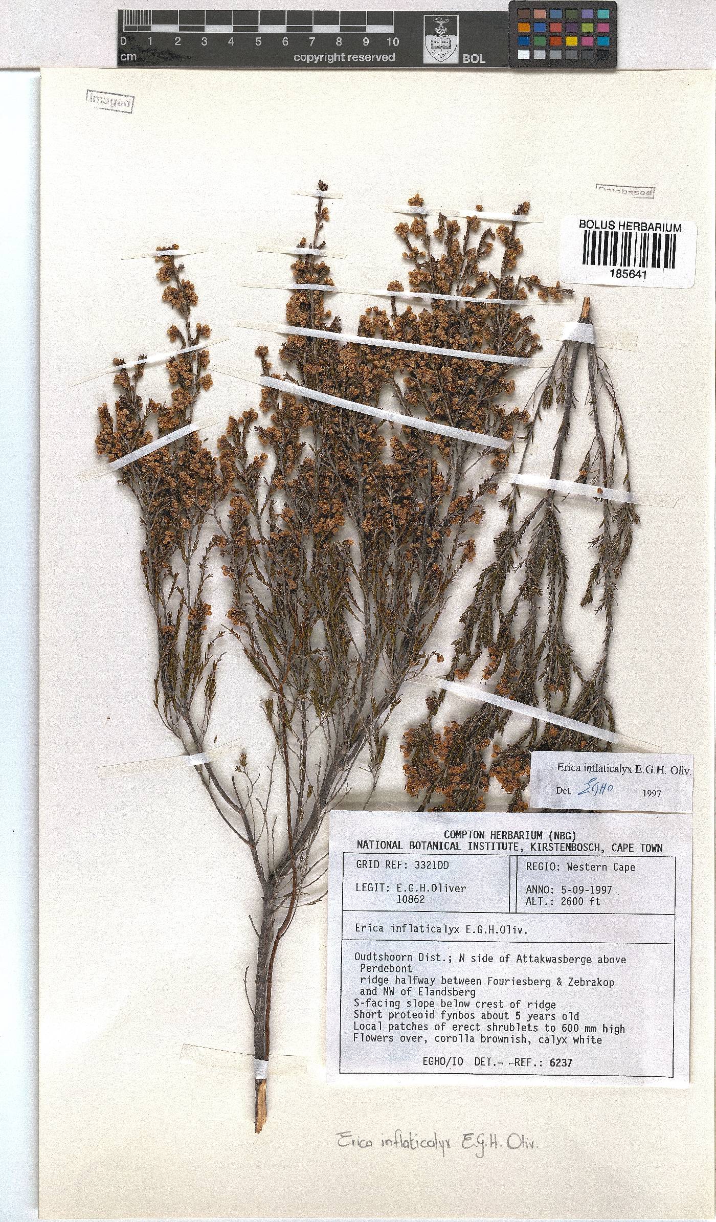 Erica inflaticalyx image