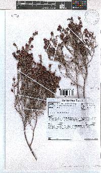 Erica interrupta image