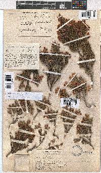 Erica kirstenii image