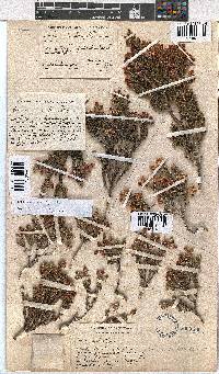 Erica kirstenii image