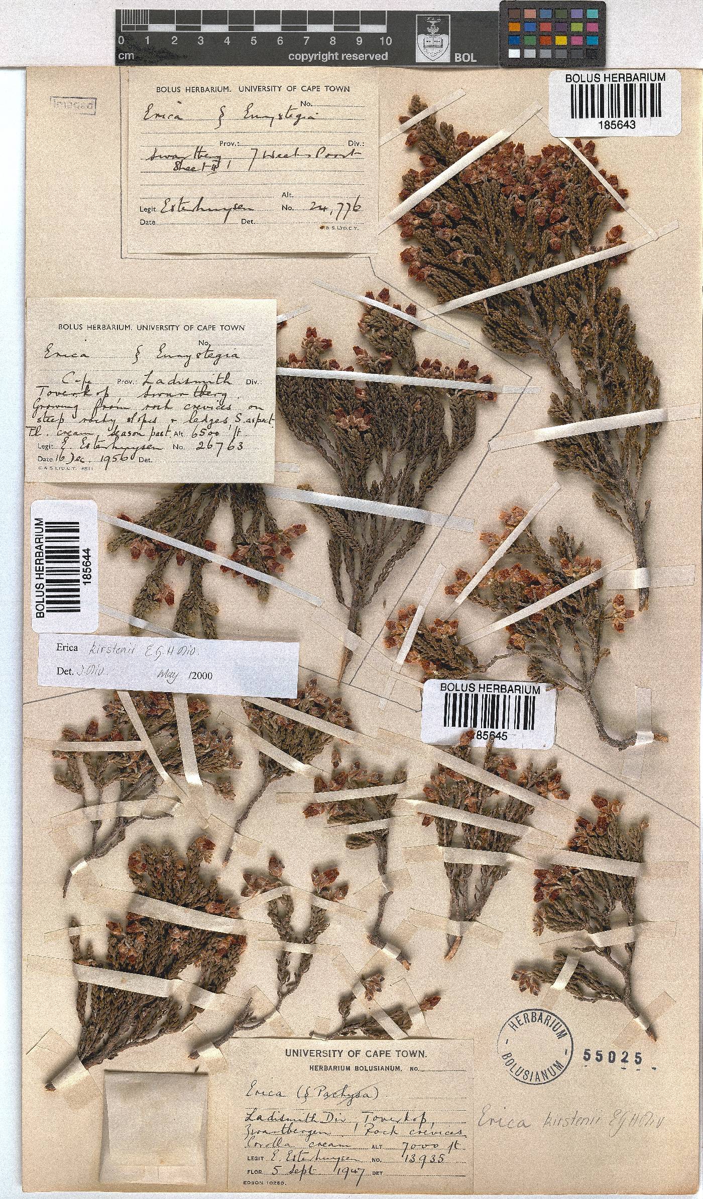 Erica kirstenii image