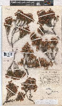 Erica kirstenii image