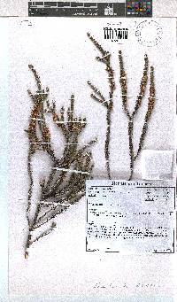 Erica lateriflora image