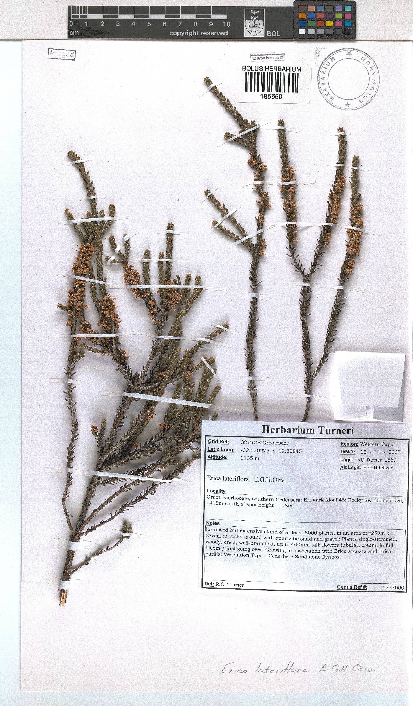 Erica lateriflora image