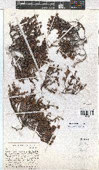 Erica limnophila image