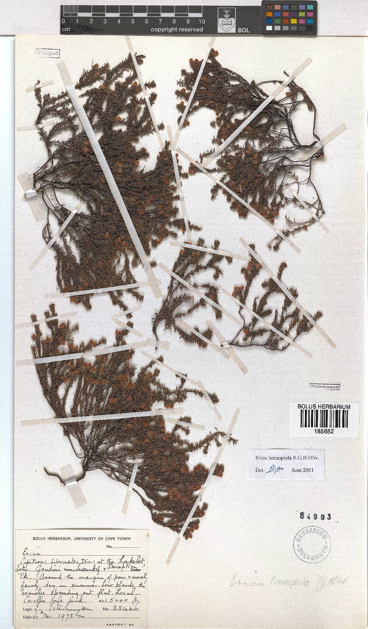 Erica limnophila image