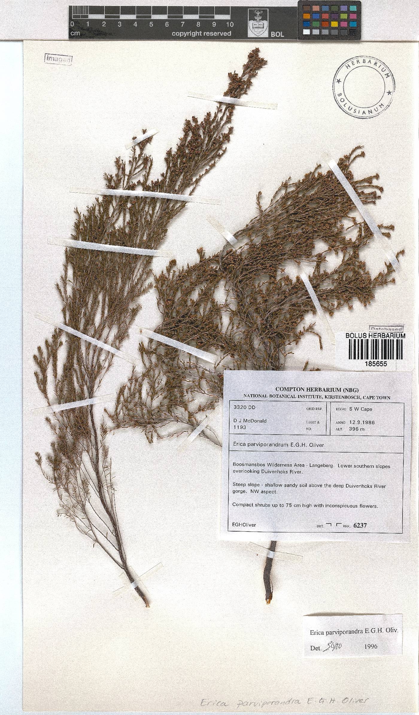 Erica parviporandra image