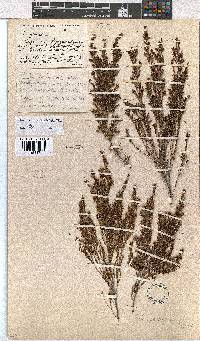 Erica parviporandra image