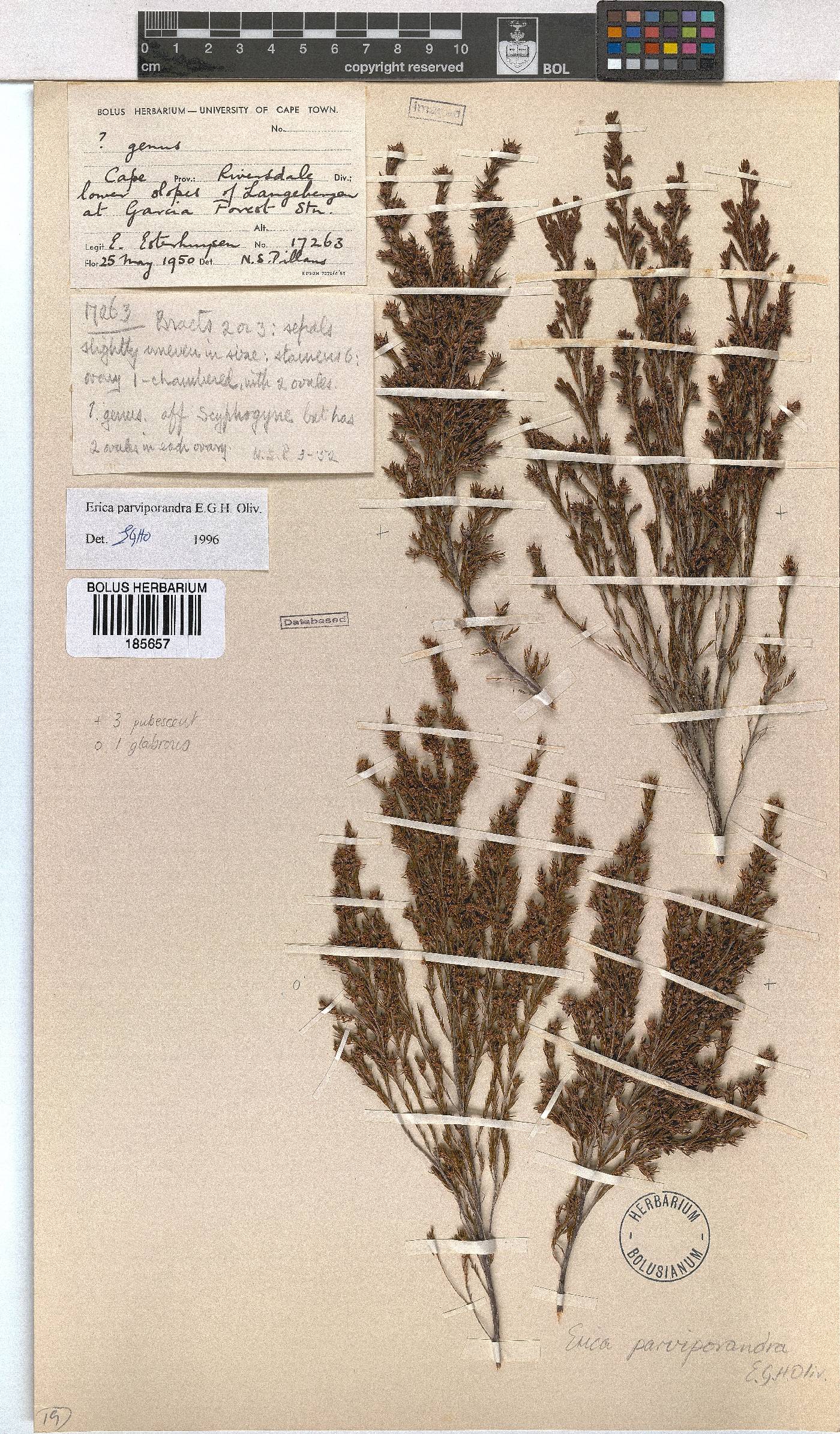 Erica parviporandra image
