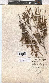 Erica parviporandra image