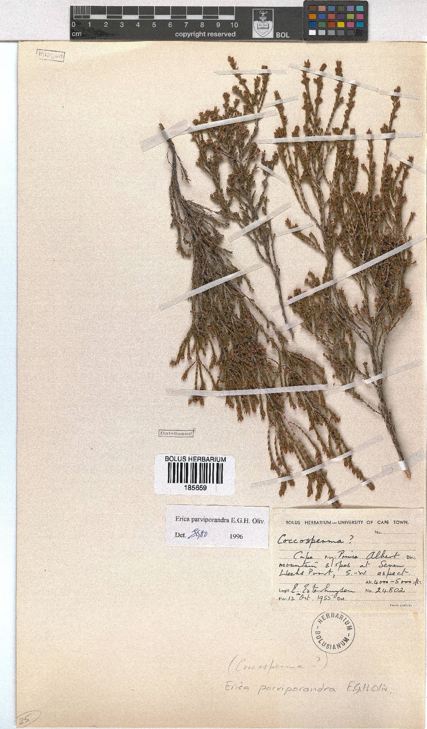 Erica parviporandra image