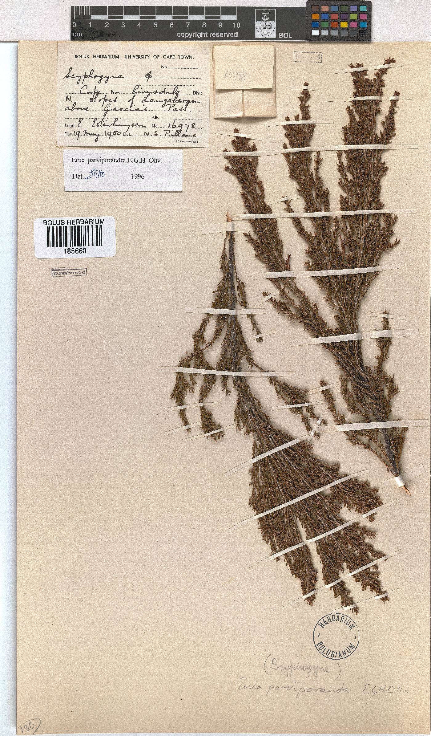 Erica parviporandra image