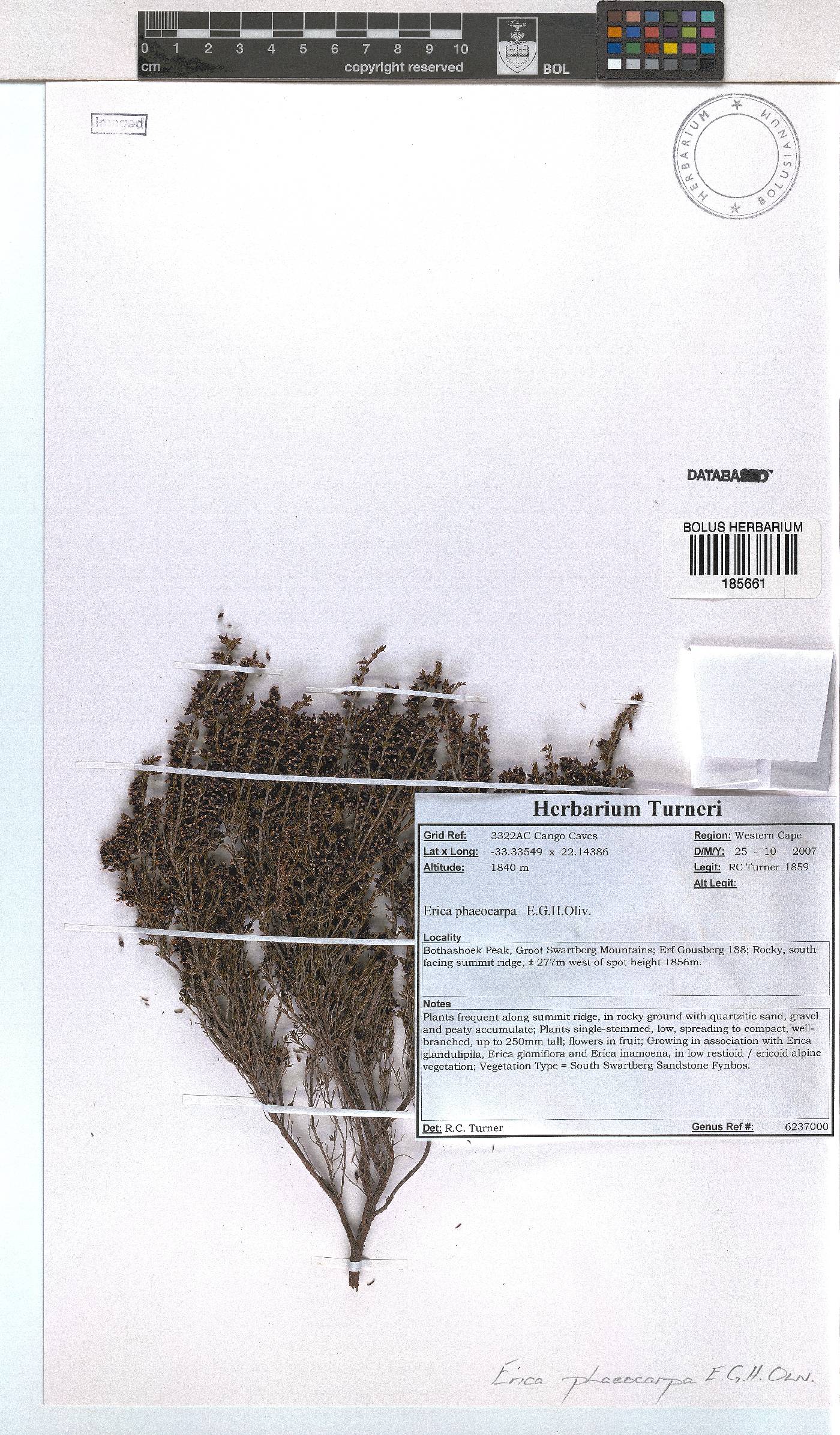 Erica phaeocarpa image