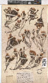 Erica taylorii image