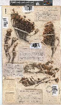 Erica taylorii image