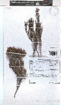 Erica terniflora image