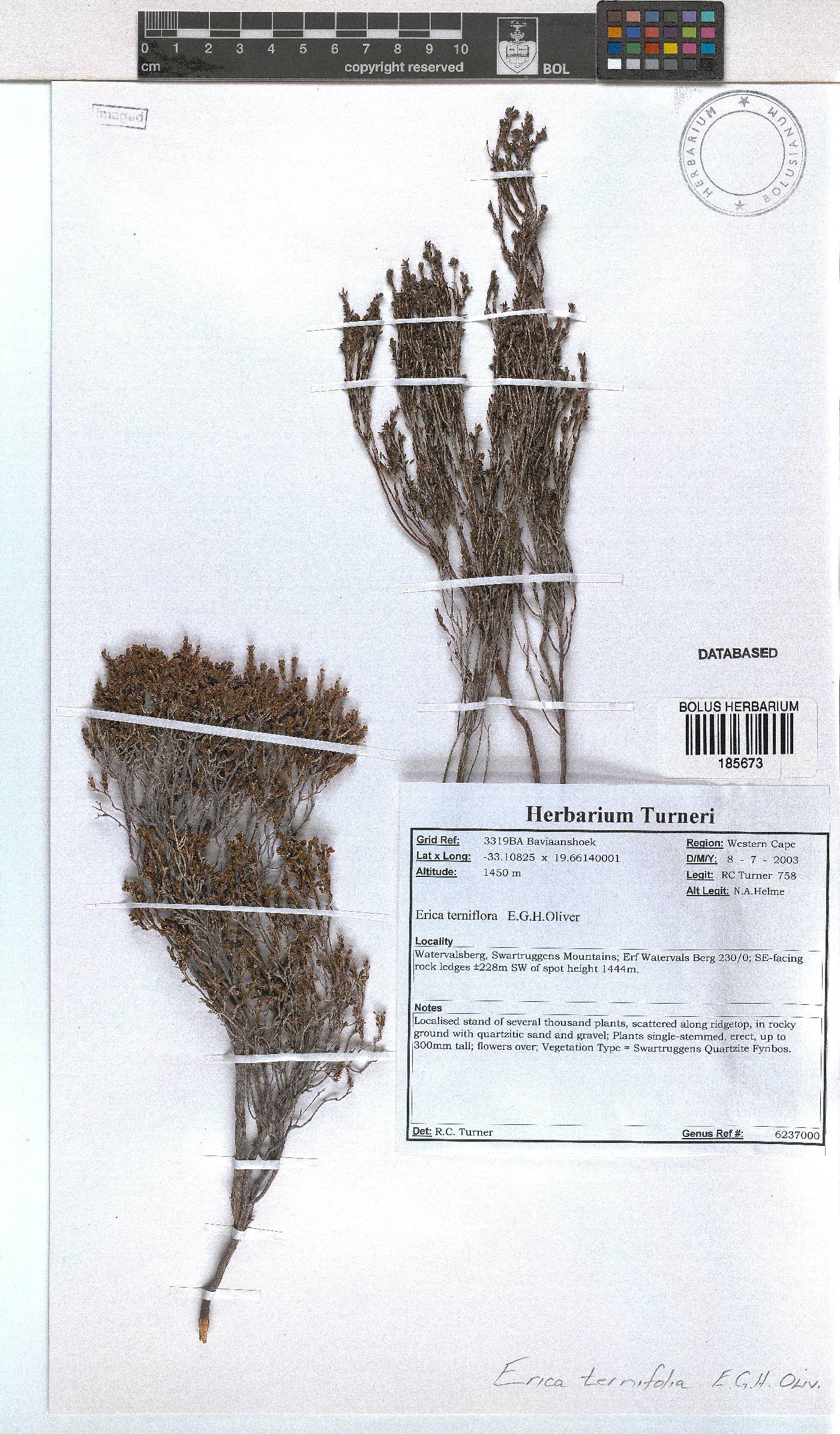 Erica terniflora image