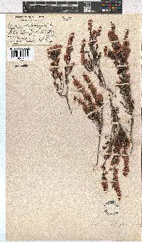 Image of Erica cristiflora