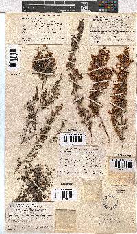 Image of Erica hirtiflora