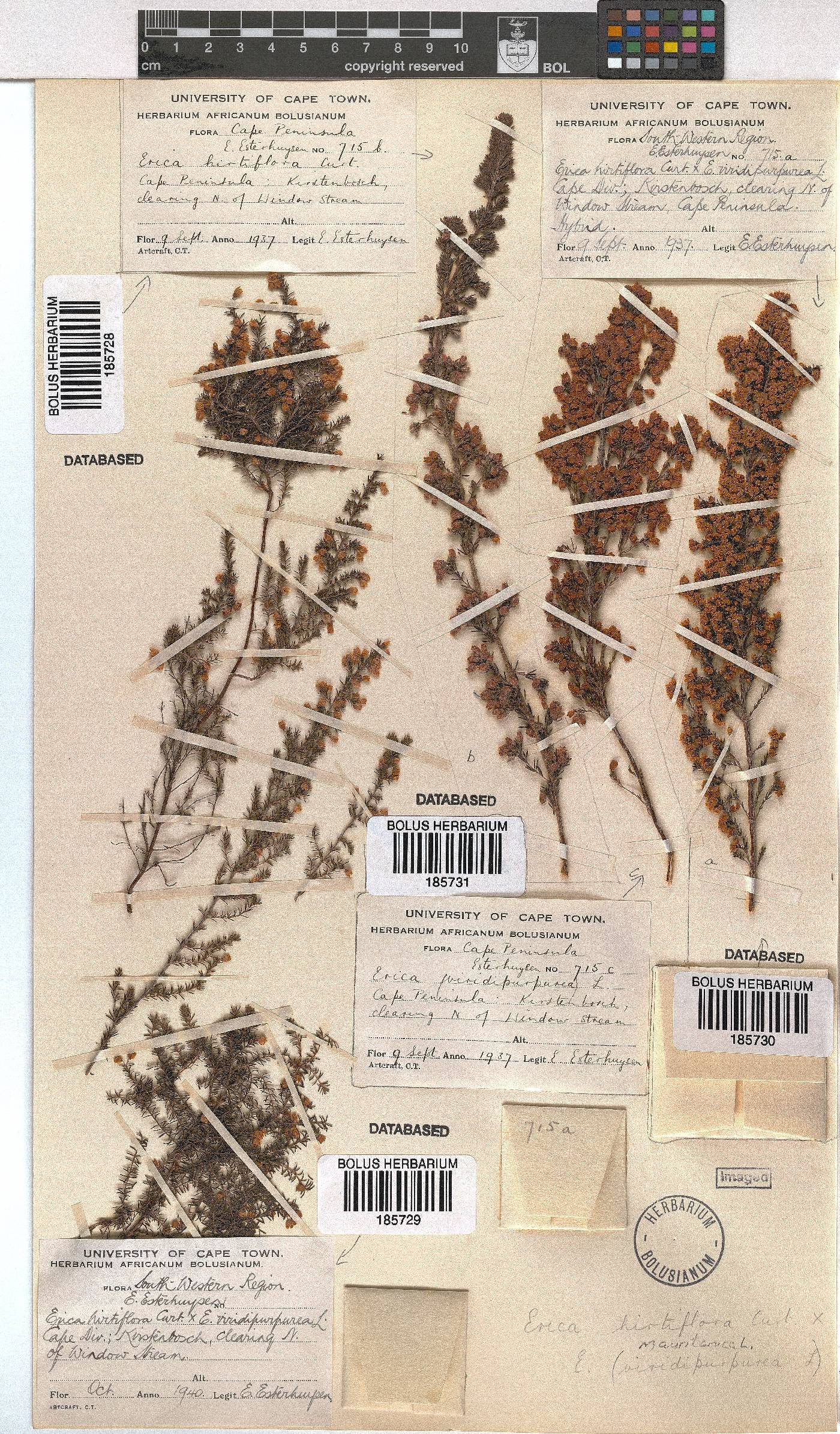 Erica hirtiflora image