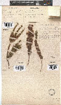 Erica pyxidiflora image