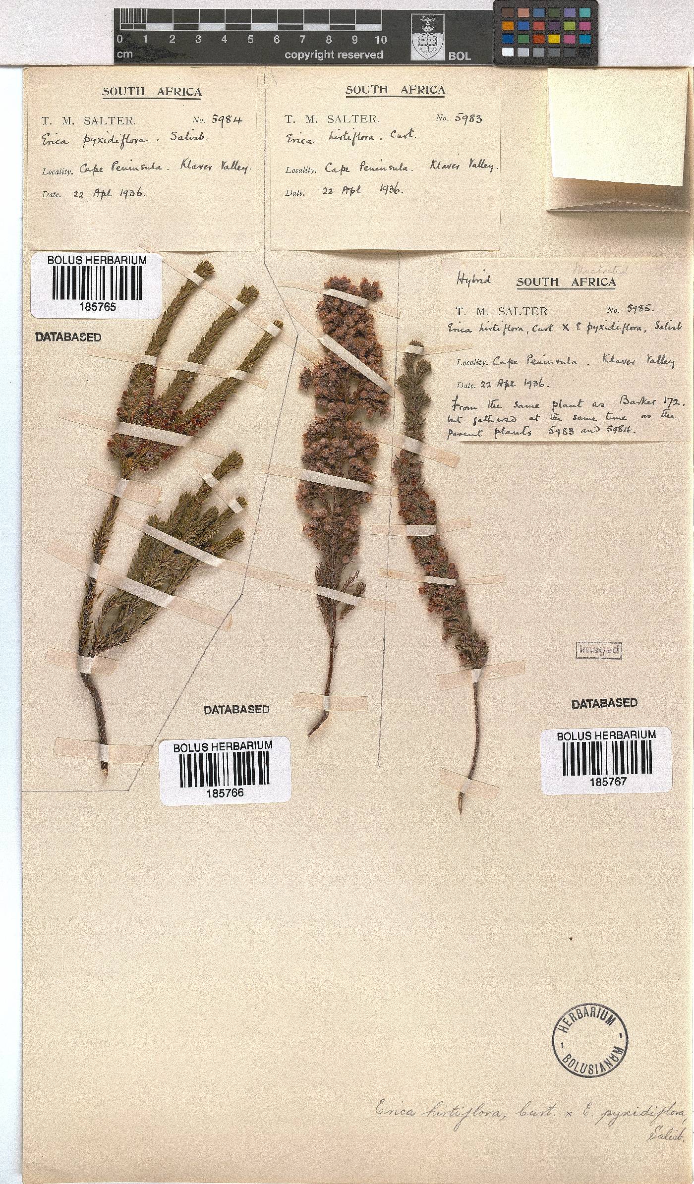 Erica pyxidiflora image