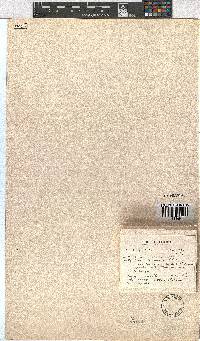 Image of Erica capensis