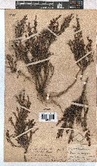 Erica cristiflora image