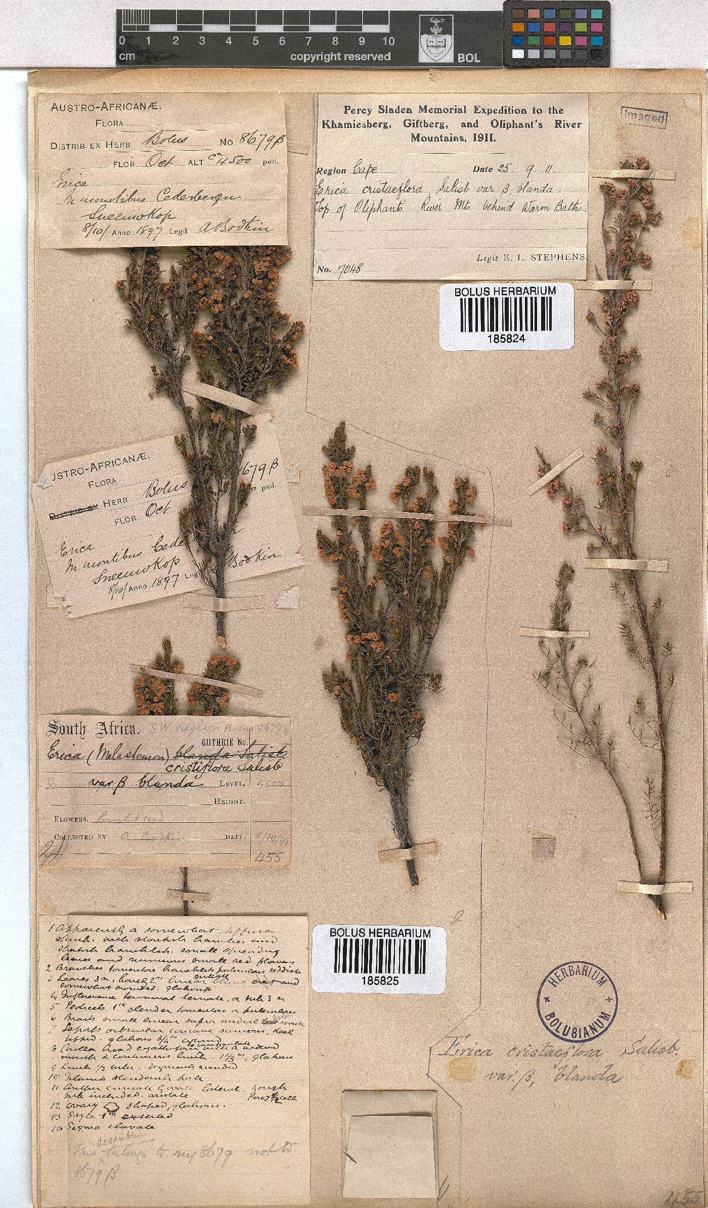 Erica cristiflora var. cristiflora image