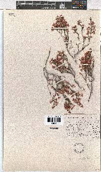 Erica cristiflora image