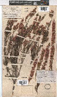 Erica cristiflora image